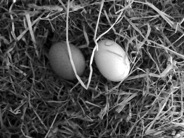 Detection 01 grayscale