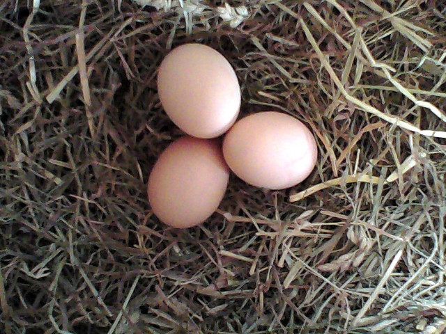 Oeufs chevauchent